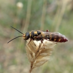 Agriomyia sp. (genus) (Yellow flower wasp) at Holt, ACT - 10 Feb 2021 by CathB