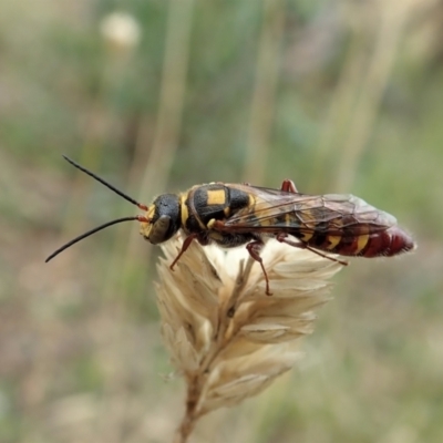 Agriomyia sp. (genus) (Yellow flower wasp) at Holt, ACT - 9 Feb 2021 by CathB