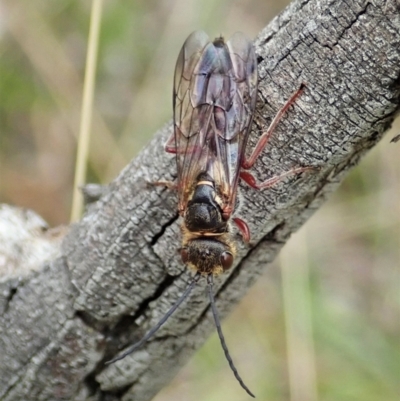 Tiphiidae sp. (family) (Unidentified Smooth flower wasp) at Cook, ACT - 9 Feb 2021 by CathB