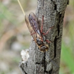 Tiphiidae (family) at Cook, ACT - 10 Feb 2021 10:59 AM