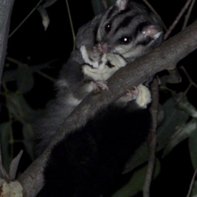 Petaurus norfolcensis (Squirrel Glider) at West Albury, NSW - 10 Feb 2021 by WingsToWander