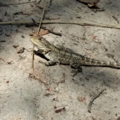 Amphibolurus muricatus (Jacky Lizard) at Mount Taylor - 11 Feb 2021 by BarrieR