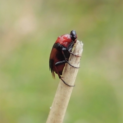 Macrosiagon sp. (genus) (Ripiphorid beetle) at Mount Painter - 9 Feb 2021 by CathB