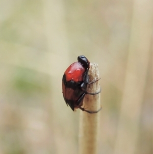 Macrosiagon sp. (genus) at Holt, ACT - 10 Feb 2021