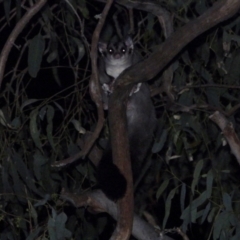 Petaurus norfolcensis (Squirrel Glider) at Albury - 10 Feb 2021 by WingsToWander