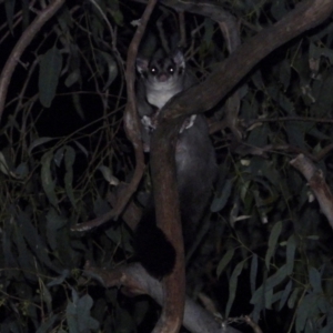 Petaurus norfolcensis at Albury - 10 Feb 2021 09:18 PM