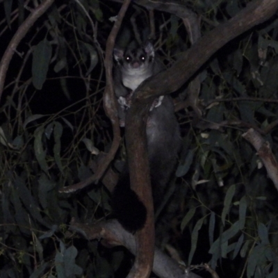 Petaurus norfolcensis (Squirrel Glider) at Kremur Street Boat Ramp - 10 Feb 2021 by WingsToWander