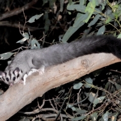 Petaurus norfolcensis (Squirrel Glider) at Albury - 10 Feb 2021 by WingsToWander