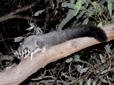 Petaurus norfolcensis (Squirrel Glider) at West Albury, NSW - 10 Feb 2021 by WingsToWander