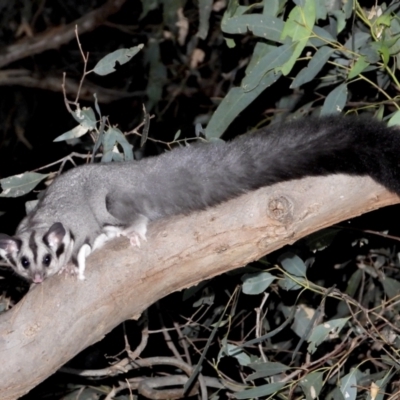 Petaurus norfolcensis (Squirrel Glider) at Horseshoe Lagoon and West Albury Wetlands - 10 Feb 2021 by WingsToWander