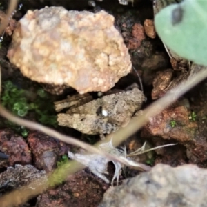 Tetrigidae (family) at Cook, ACT - 7 Feb 2021