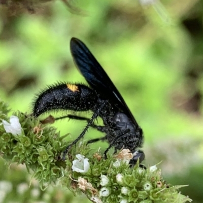 Australelis anthracina (Flower wasp) at Murrumbateman, NSW - 9 Feb 2021 by SimoneC