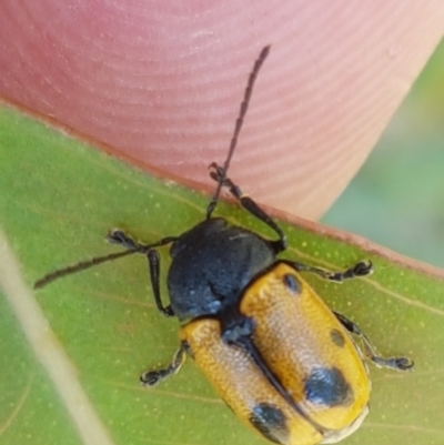 Cadmus (Cadmus) litigiosus (Leaf beetle) at Forde, ACT - 11 Feb 2021 by tpreston