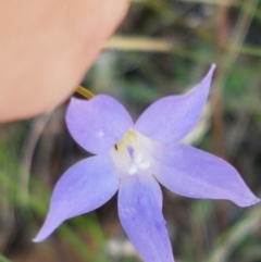 Wahlenbergia sp. (Bluebell) at Kaleen, ACT - 11 Feb 2021 by trevorpreston