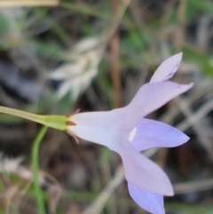 Wahlenbergia sp. at Kaleen, ACT - 11 Feb 2021