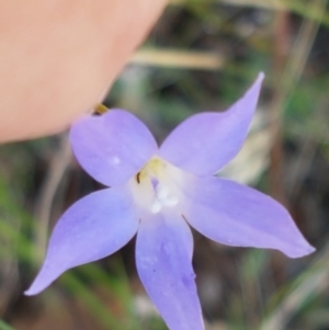 Wahlenbergia sp. at Kaleen, ACT - 11 Feb 2021