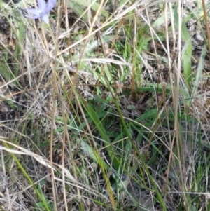 Wahlenbergia sp. at Kaleen, ACT - 11 Feb 2021