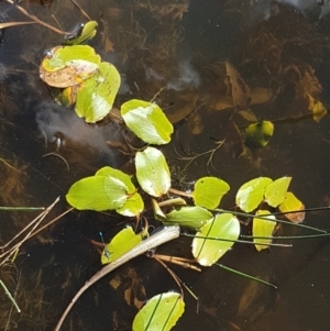 Potamogeton sp (cheesemanii or sulcatus) at Crace, ACT - 11 Feb 2021