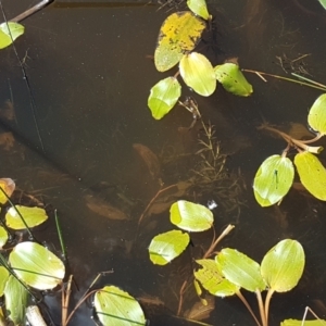 Potamogeton sp (cheesemanii or sulcatus) at Crace, ACT - 11 Feb 2021