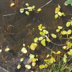 Potamogeton sp (cheesemanii or sulcatus) at Crace, ACT - 11 Feb 2021