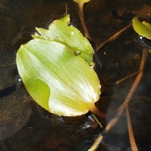 Potamogeton sp (cheesemanii or sulcatus) at Crace, ACT - 11 Feb 2021