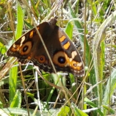 Junonia villida (Meadow Argus) at Forde, ACT - 11 Feb 2021 by tpreston