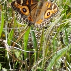 Junonia villida at Forde, ACT - 11 Feb 2021