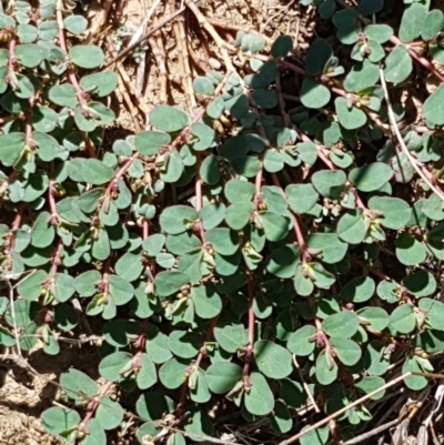 Euphorbia dallachyana (Mat Spurge, Caustic Weed) at Crace, ACT - 11 Feb 2021 by tpreston