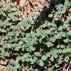 Euphorbia dallachyana (Mat Spurge, Caustic Weed) at Gungaderra Grasslands - 11 Feb 2021 by tpreston