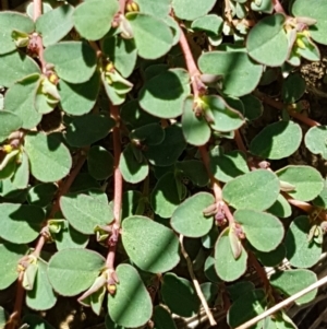 Euphorbia dallachyana at Crace, ACT - 11 Feb 2021