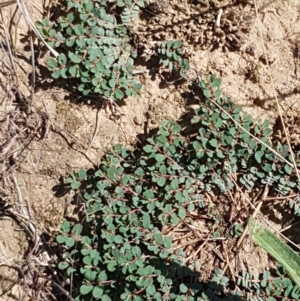 Euphorbia dallachyana at Crace, ACT - 11 Feb 2021 03:54 PM