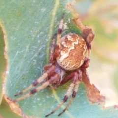 Salsa fuliginata (Sooty Orb-weaver) at Kaleen, ACT - 11 Feb 2021 by trevorpreston