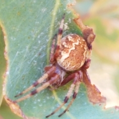 Cyclosa fuliginata (species-group) (An orb weaving spider) at Kaleen, ACT - 11 Feb 2021 by tpreston