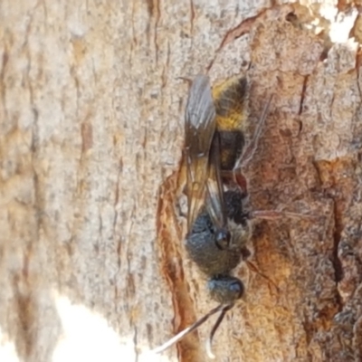 Mutillidae (family) (Unidentified Mutillid wasp or velvet ant) at Kaleen, ACT - 11 Feb 2021 by trevorpreston