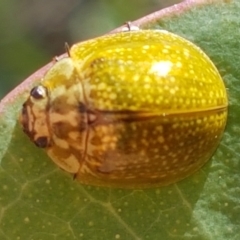 Paropsisterna cloelia (Eucalyptus variegated beetle) at Kaleen, ACT - 11 Feb 2021 by tpreston