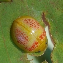 Paropsisterna fastidiosa (Eucalyptus leaf beetle) at Kaleen, ACT - 11 Feb 2021 by trevorpreston
