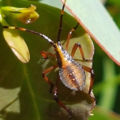 Amorbus sp. (genus) (Eucalyptus Tip bug) at Kaleen, ACT - 11 Feb 2021 by tpreston