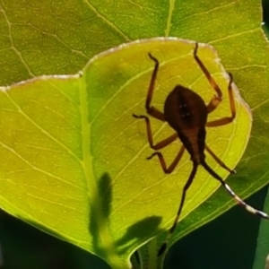 Amorbus sp. (genus) at Kaleen, ACT - 11 Feb 2021