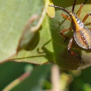 Amorbus sp. (genus) at Kaleen, ACT - 11 Feb 2021