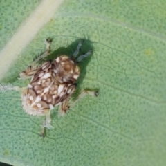Cicadellidae (family) (Unidentified leafhopper) at Kaleen, ACT - 11 Feb 2021 by trevorpreston