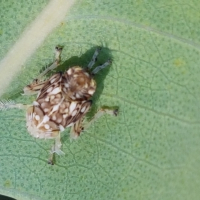 Cicadellidae (family) (Unidentified leafhopper) at Kaleen, ACT - 11 Feb 2021 by tpreston