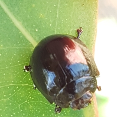 Paropsisterna cloelia (Eucalyptus variegated beetle) at Kaleen, ACT - 11 Feb 2021 by trevorpreston