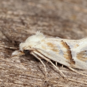 Heliocosma argyroleuca at Melba, ACT - 8 Feb 2021 10:08 PM