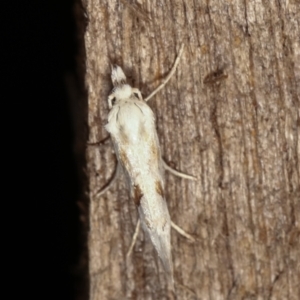 Heliocosma argyroleuca at Melba, ACT - 8 Feb 2021