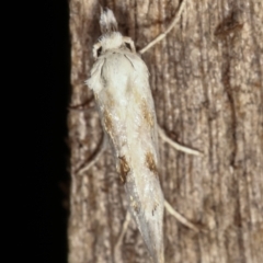 Heliocosma argyroleuca at Melba, ACT - 8 Feb 2021 10:08 PM