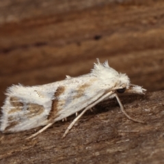 Heliocosma argyroleuca at Melba, ACT - 8 Feb 2021 10:08 PM