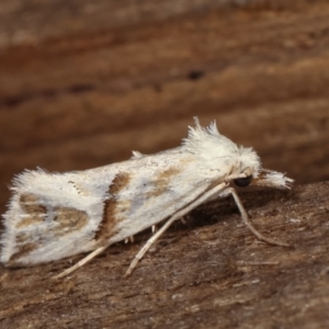 Heliocosma argyroleuca at Melba, ACT - 8 Feb 2021