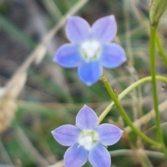 Wahlenbergia multicaulis (Tadgell's Bluebell) at Kaleen, ACT - 11 Feb 2021 by trevorpreston