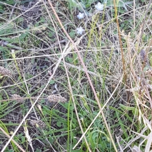 Wahlenbergia multicaulis at Kaleen, ACT - 11 Feb 2021 04:16 PM