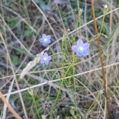 Wahlenbergia multicaulis at Kaleen, ACT - 11 Feb 2021 04:16 PM